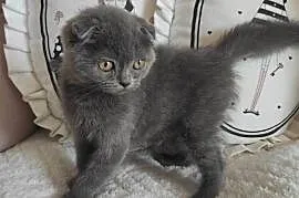 Kot Scottish Fold-szkocki zwisłouchy Kotek do odbioru