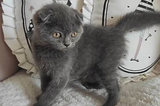 Kot Scottish Fold-szkocki zwisłouchy Kotek do odbioru, Podkarpackie, Jarosław