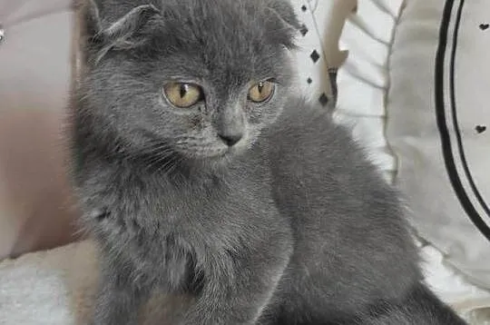 Kot Scottish Fold-szkocki zwisłouchy Kotek do odbioru, Podkarpackie, Jarosław