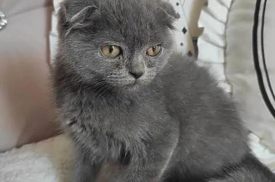 Kot Scottish Fold-szkocki zwisłouchy Kotek do odbioru, Podkarpackie, Jarosław