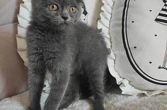 Kot Scottish Fold-szkocki zwisłouchy Kotek do odbioru, Podkarpackie, Jarosław