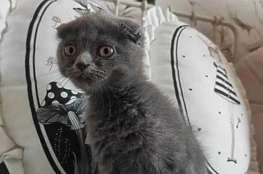 Kot Scottish Fold-szkocki zwisłouchy Kotek do odbioru, Podkarpackie, Jarosław