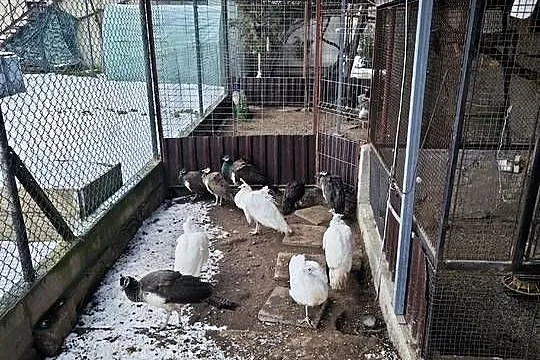 Pawie, Śląskie, Kryry