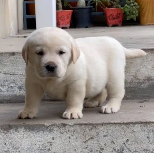 szczenięta labradorów do adopcji e-mail: {{{tamarabraine@gmail.com}},, Pomorskie, Gdańsk
