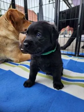 szczenięta labradorów do adopcji e-mail: {{{tamarabraine@gmail.com}},, Pomorskie, Gdańsk