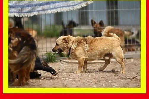 9kg,lubi towarzystwo innych psów,wesoły,średnio ak