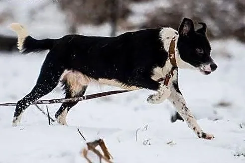 UWAGA UWAGA! rodzina dla BOBIKA pilnie poszukiwana