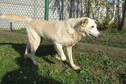 pies-Sakso,  śląskie Częstochowa, Śląskie, Częstochowa