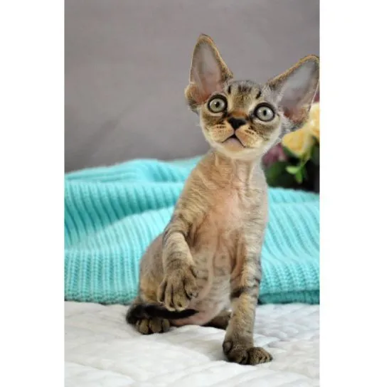 Urocze kocięta rasy Devon Rex na sprzedaż, chętnie je odbiorę.