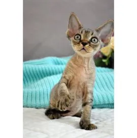 Urocze kocięta rasy Devon Rex na sprzedaż, chętnie je odbiorę.