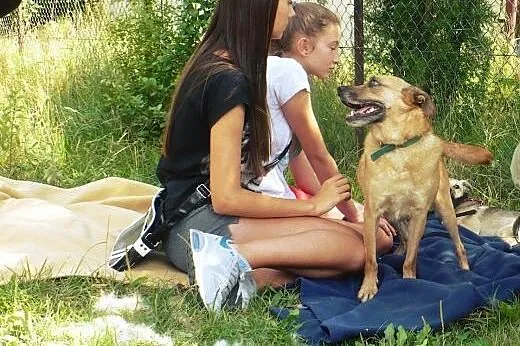 Wedel to słodki kundelek, który czeka na dobrego o