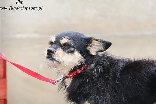 Flip - szorstkowłosy psiak szuka domku, Mazowieckie, Nowy Dwór Mazowiecki