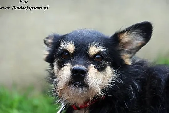 Flip - szorstkowłosy psiak szuka domku, Mazowieckie, Nowy Dwór Mazowiecki