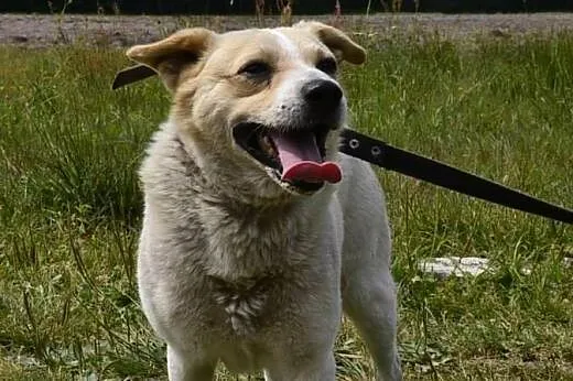 Budyń szuka  cierpliwego i troskliwego opiekuna. ,