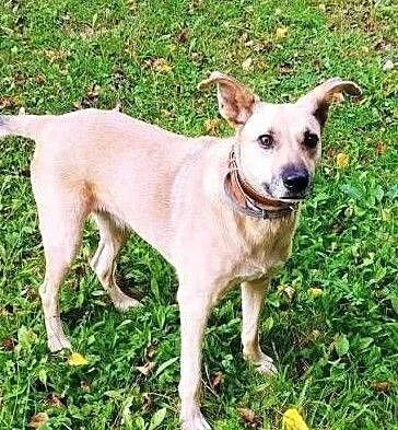 ZUZIA - kochana sunia, porzucona na działkach do adopcji, Mazowieckie, Warszawa