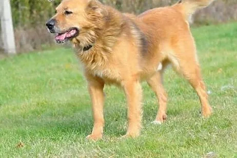 Teddy- nawierniejszy, najweselszy, naj...superpies
