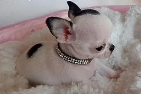 Chihuahua, krótkowłosy, piesek, wyjątkowy, super m