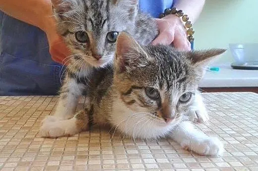 Kocięta ze szczeliny do adopcji!!!, łódzkie Łódź
