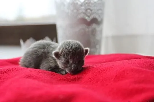 Kociaki Rosyjskie Niebieskie