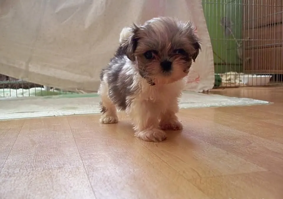 Shih- Tzu , Szczeniaczki