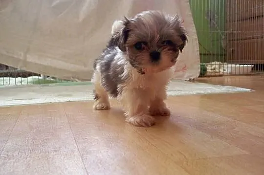 Shih- Tzu , Szczeniaczki