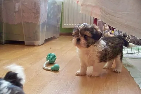 Shih- Tzu , Szczeniaczki