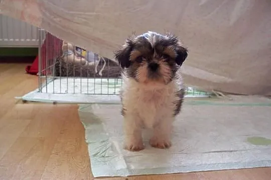 Shih- Tzu , Szczeniaczki