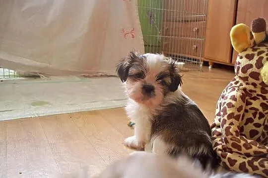 Shih- Tzu , Szczeniaczki