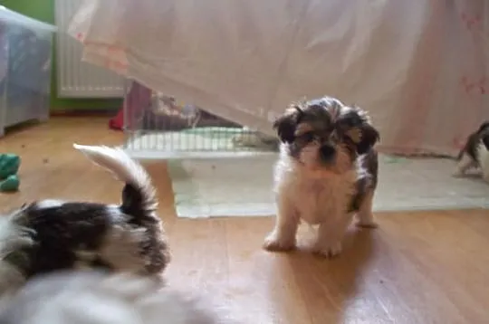 Shih- Tzu , Szczeniaczki