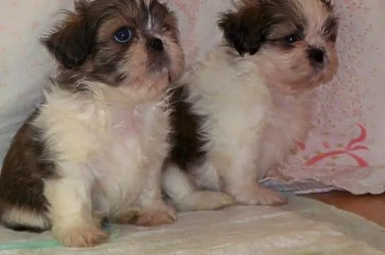 Shih- Tzu , Szczeniaczki