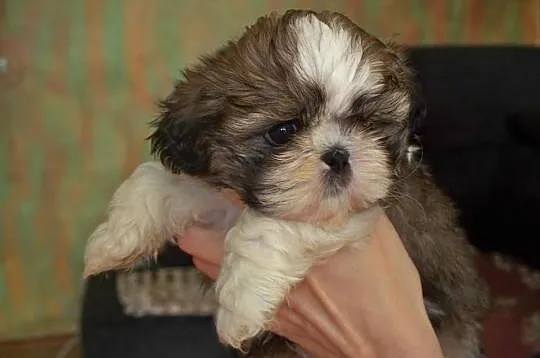 Shih- Tzu , Szczeniaczki