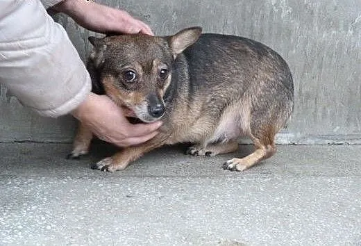 Kochane sunie do pilnej adopcji!, mazowieckie War