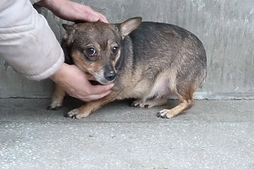 Kochane sunie do pilnej adopcji!,  mazowieckie War