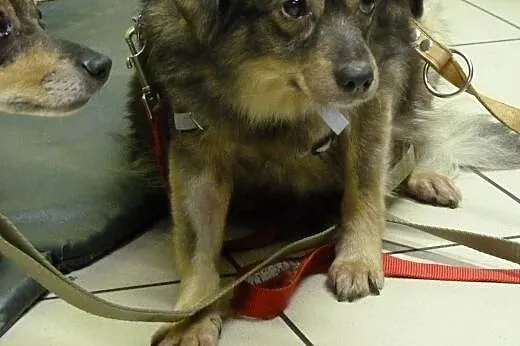 Kochane sunie do pilnej adopcji!,  mazowieckie War