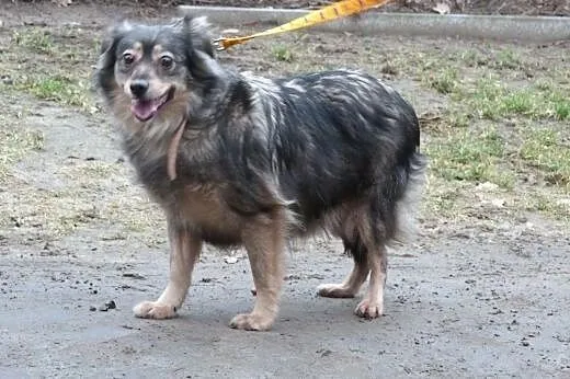 Kochane sunie do pilnej adopcji!,  mazowieckie War