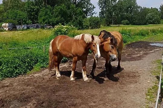 Sprzedam klacze, Kujawsko-pomorskie, Kcynia