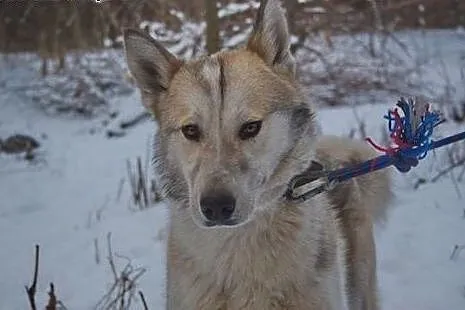 Freki - młody psiak w typie husky szuka kochającego domu,  mazowieckie Warszawa