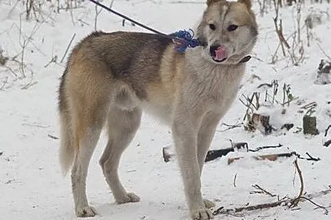 Freki - młody psiak w typie husky szuka kochająceg