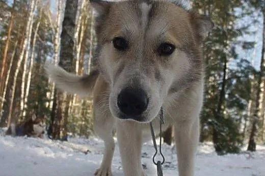 Freki - młody psiak w typie husky szuka kochająceg