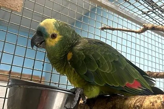 Atrakcyjny Samiec Amazonki Niebieskoczelnej