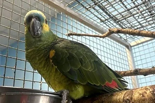 Atrakcyjny Samiec Amazonki Niebieskoczelnej, Pomorskie, Gdańsk