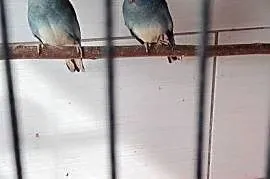 Łąkówki wspaniałe  młode