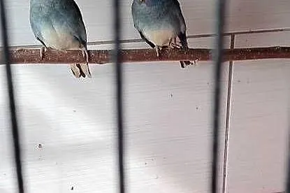 Łąkówki wspaniałe  młode