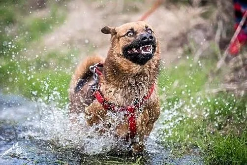 Podaruj dom Dziurawcowi. Z nim życie będzie szczęś