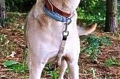 ZUZIA - kochana sunia, porzucona na działkach; do adopcji,  wielkopolskie Poznań, Wielkopolskie, Poznań