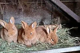 króliki nowozelanckie