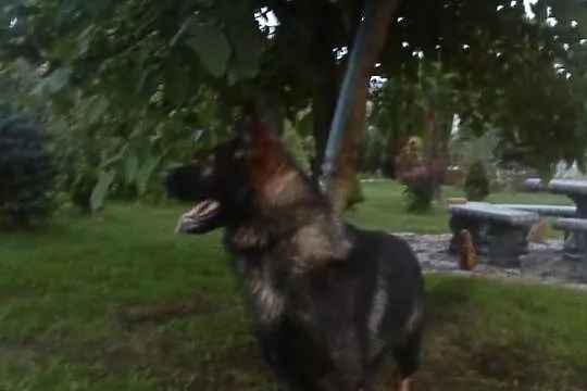 Owczarek Niemiecki