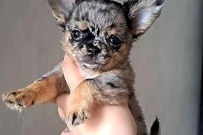 Chihuahua długowłosa suczka blue merle piękna laleczka