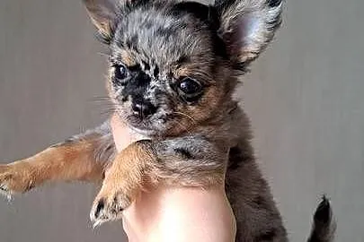 Chihuahua długowłosa suczka blue merle piękna laleczka, Opolskie, Chrząstowice