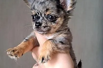 Chihuahua długowłosa suczka blue merle piękna laleczka, Opolskie, Chrząstowice